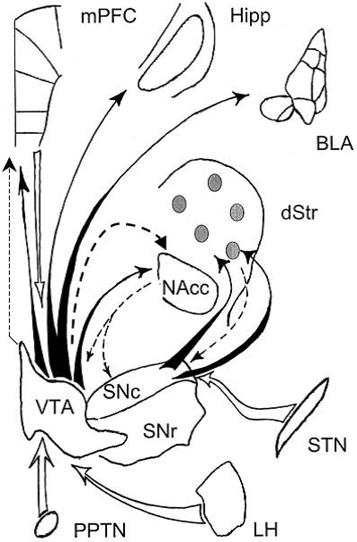 Figure. 1. A simplified scheme of the connectivity profile of VTA and SNc. Filled arrows indicate dopaminergic projections; dashed arrows - GABAergic; white arrows - glutamatergic pathways. Note that ventral portion of SNc projects to striatal patches (gray circles), while dorsal SNc, to striatal matrix. mPFC - medial prefrontal cortex; hipp - temporal hippocampus; BLA - basolateral complex of the amygdala; Nacc - nucleus accumbens; dStr - dorsal striatum; STN - subthalamic nucleus; PPTN -pedunculopontine tegmental nucleus; LH - lateral hypothalamic area.(Korotkovaet al., 2004)