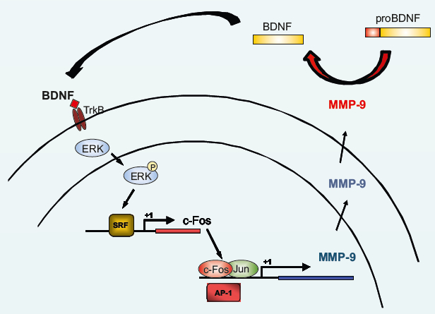 Figure 1. Schematic representation of the proposed feedback loop between c-Fos and MMP-9. When MMP-9 is released and activated in response to synaptic stimulation, it may cleave pro-BDNF to produce mature BDNF that in turn activates TrkB receptor to signal through ERK kinases to the cell nucleus to stimulate SRF transcription factor controlling c-fos gene expression. Finally, c-Fos (together with Jun protein) acts as AP-1 transcription factor turning on MMP-9 gene transcription (see Kuzniewska et al., 2013 for details).